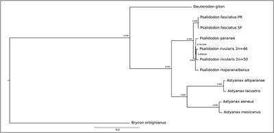 Ten Complete Mitochondrial Genomes of Gymnocharacini (Stethaprioninae, Characiformes). Insights Into Evolutionary Relationships and a Repetitive Element in the Control Region (D-loop)